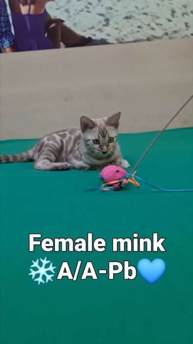 Бенгальская кошечка в снежном окрасе минк