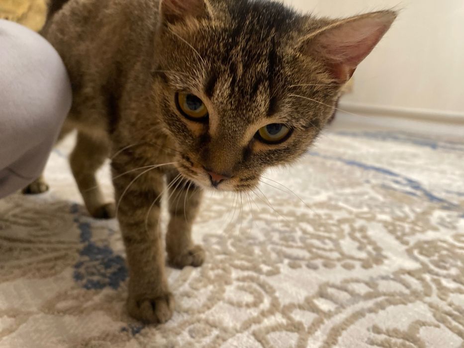 Отдам котенка в добрые руки