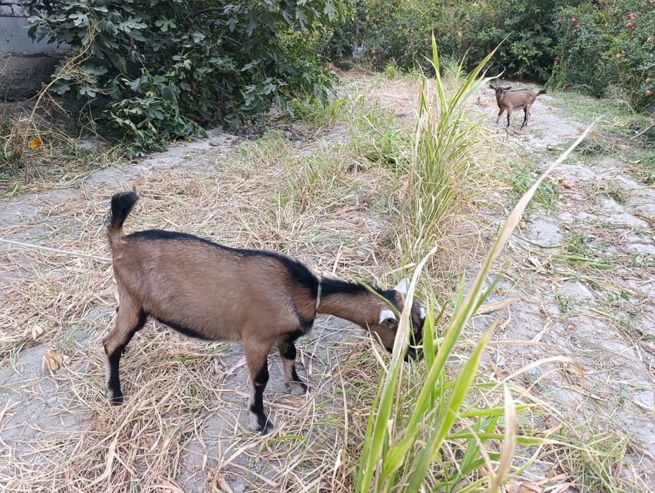 Sog'lom. Alpen takasi