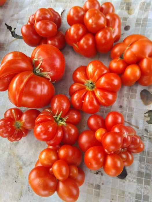 Расат,семе сорт чеснов домат . Много красив,придава колорит в салата