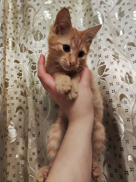 Котёнок бесплатно