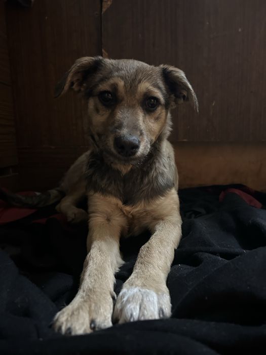 Отдадим собаку в добрые руки