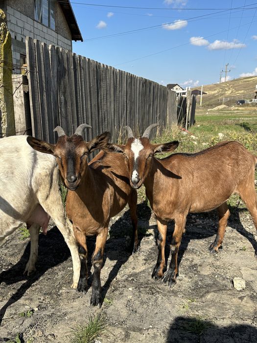 Vand Capre prețul este negociabil