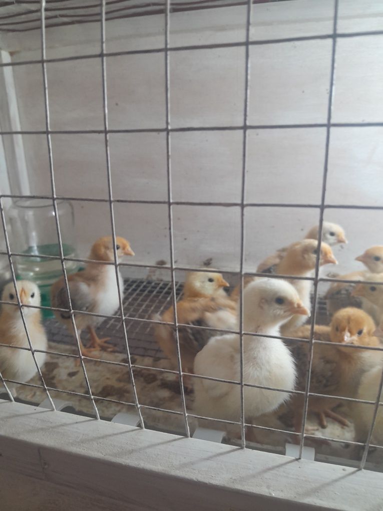 Продам цыплят домашних 2-х недельных по 700 тенге.