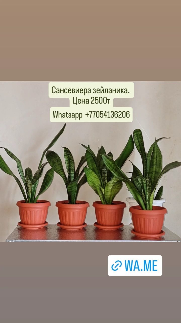 Цветы для дома и офиса