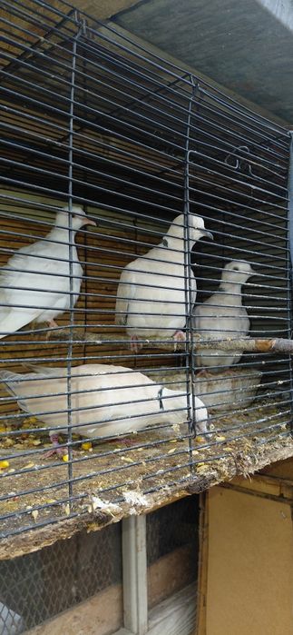 Turturele răzătoare