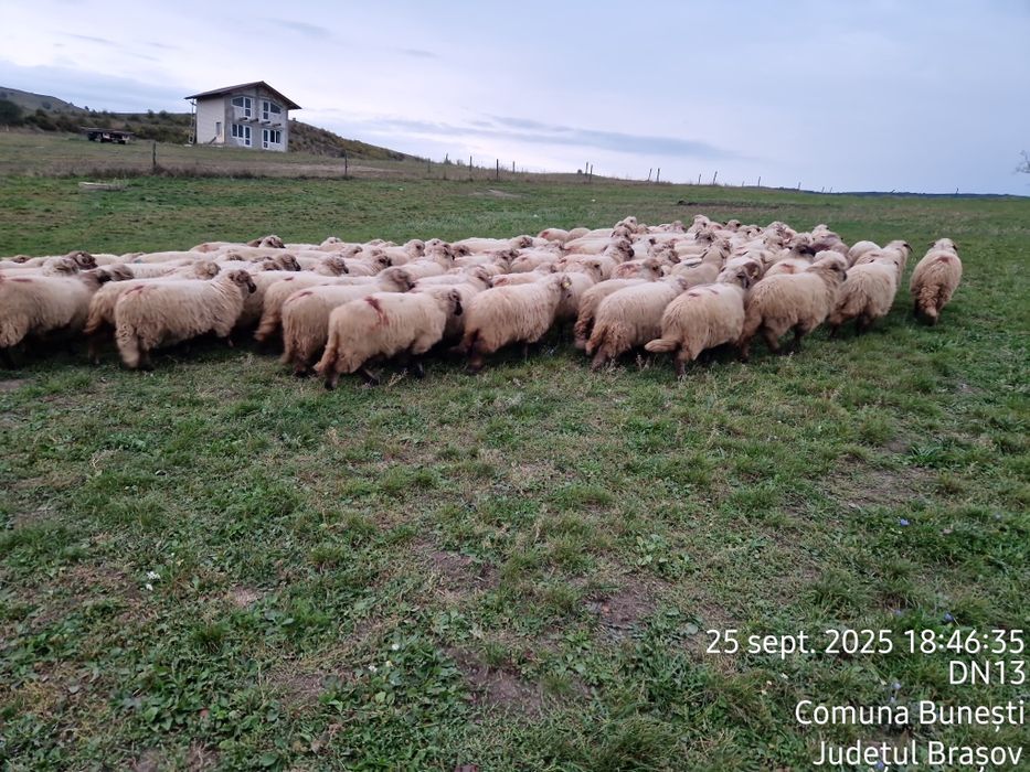 Vând oi tinere de reproducție