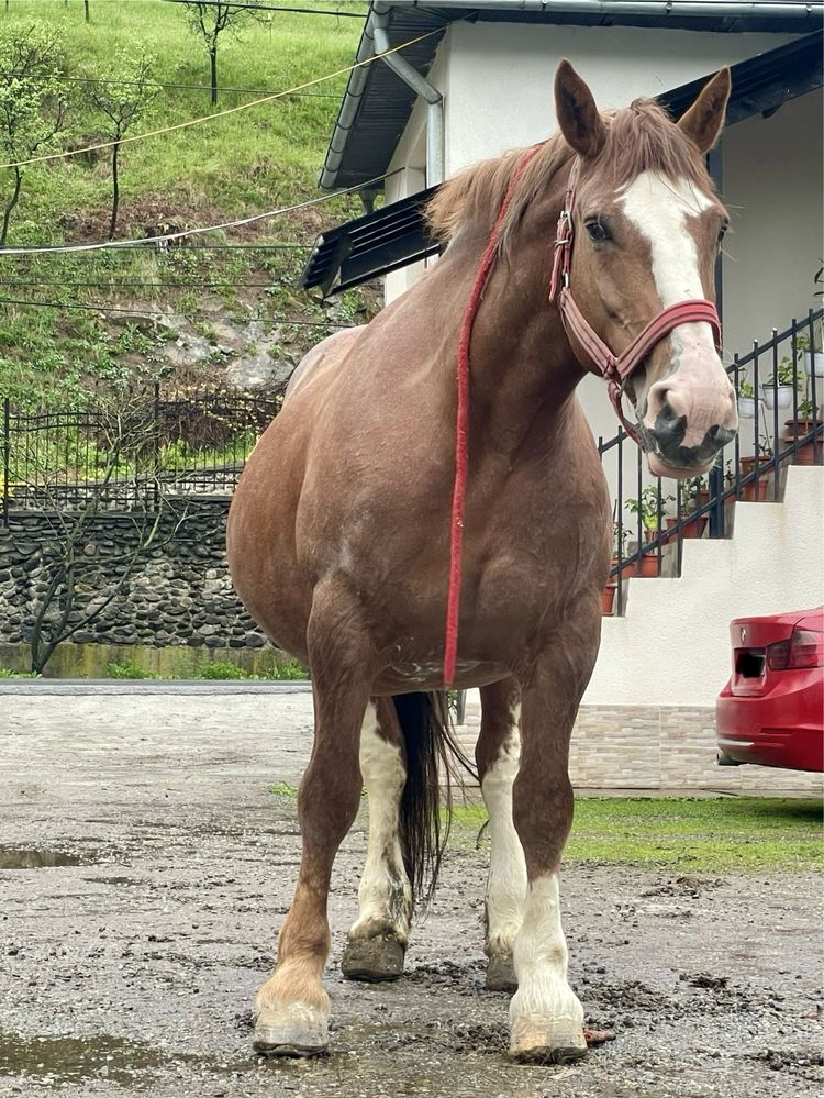 Cal si iapa rosie de vanzare