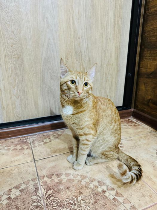 Отдам  кота в хорошие руки