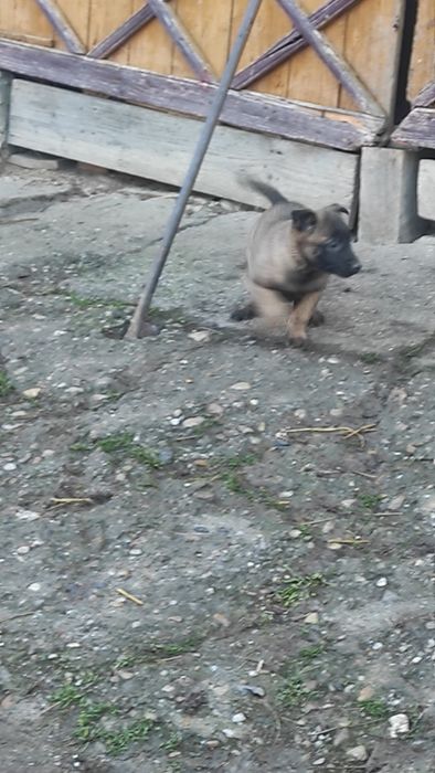Donez pui Ciobanesc belgian malinois