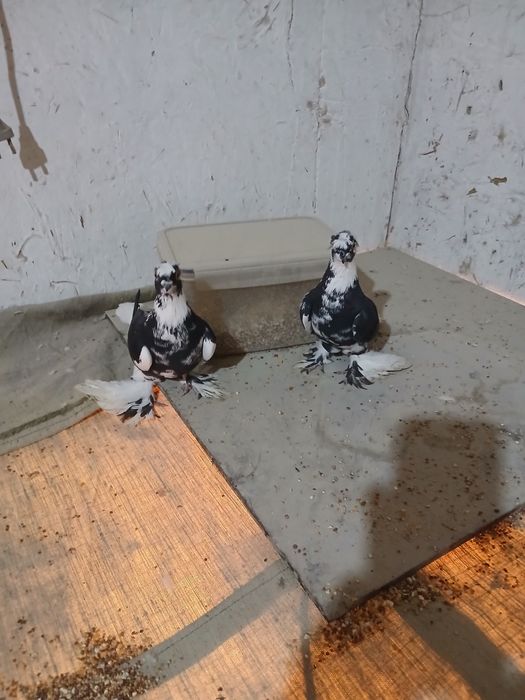 Кабутар сотилади