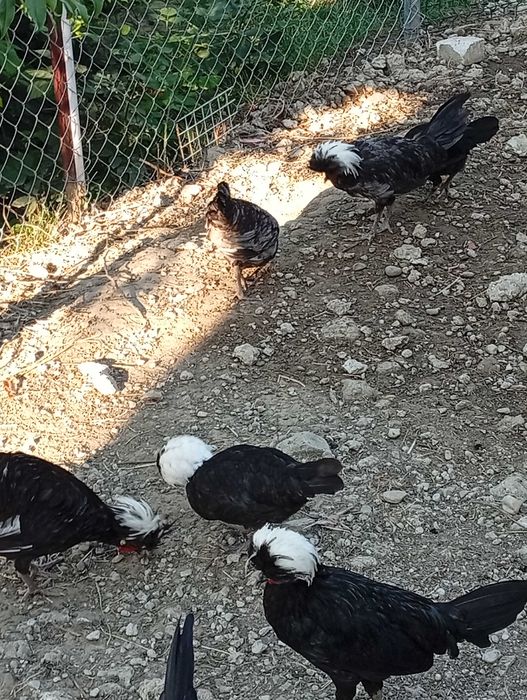 Moțate olandeze cocoși