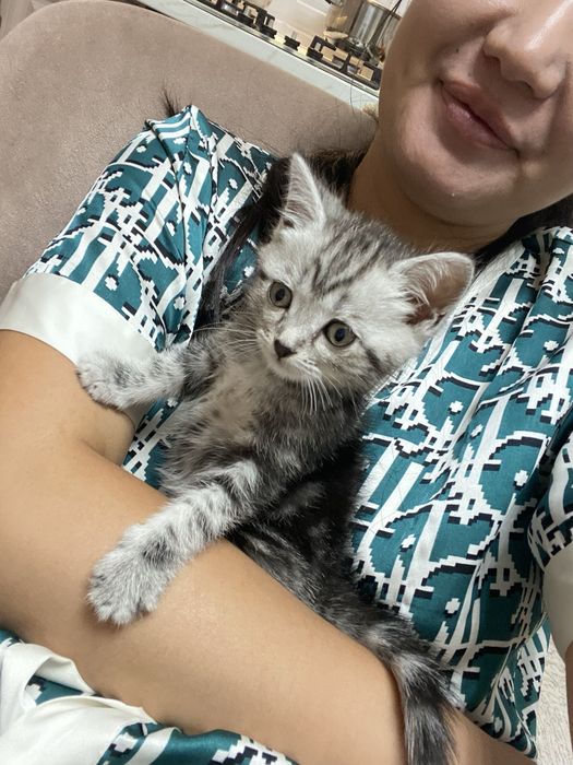 Шотландский прямоухий