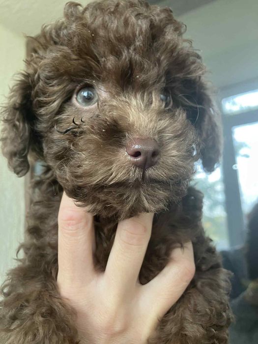 Кученце пудел шоколад малко