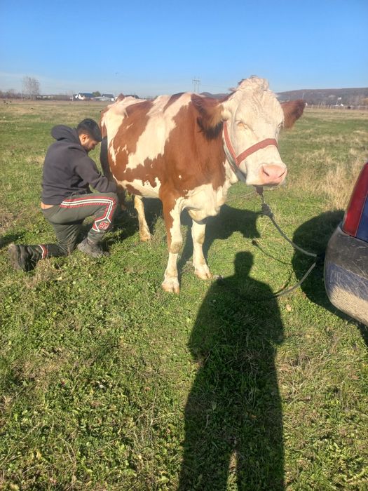 Vând vaca la a 2 fătare