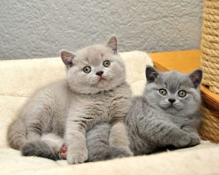 Чудесные британские малыши