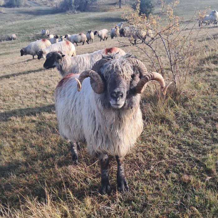 Vand berbece bucalau