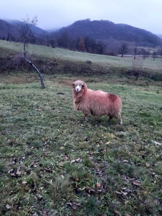 Vând 30 oi tinere – ideale pentru fermă