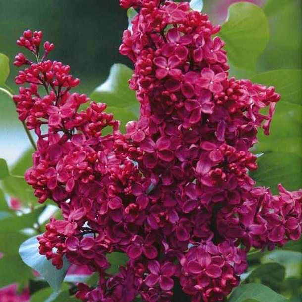 Pomi Oranamentali (Liliac Syringa Tip Copac )