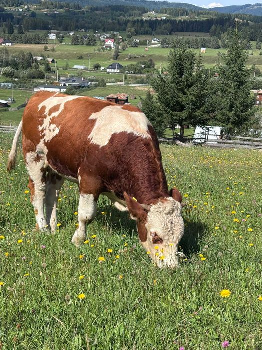 Tăuraș 11 luni, rasa Bălțată Românească (Simmental) - Carne/Montă