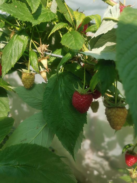 Vand drajoni zmeura sokolika din productie proprie