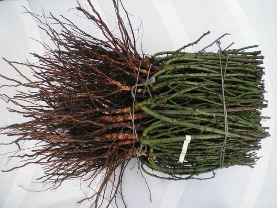 Butasi trandafiri urcatori/tufe