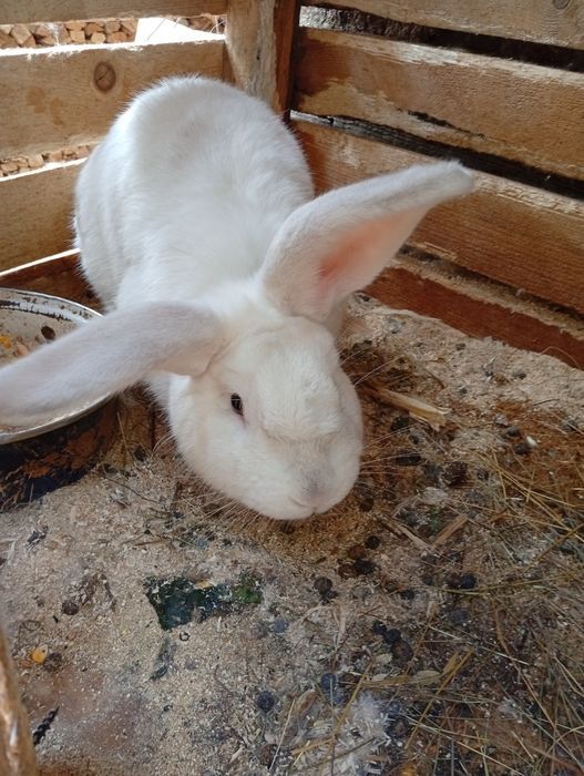 Iepuroi de vânzare!