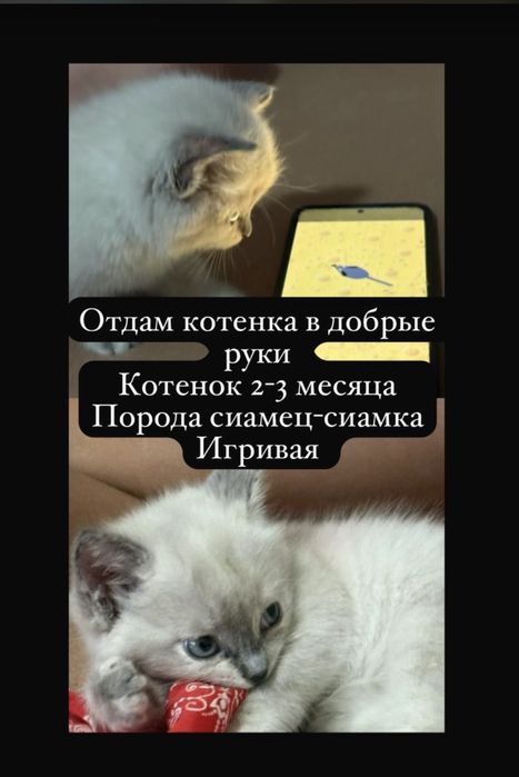 Котенок девочка сиамка
