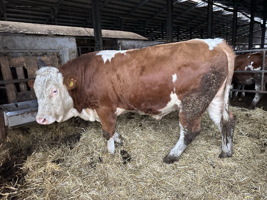 Taur cu certificat de origine