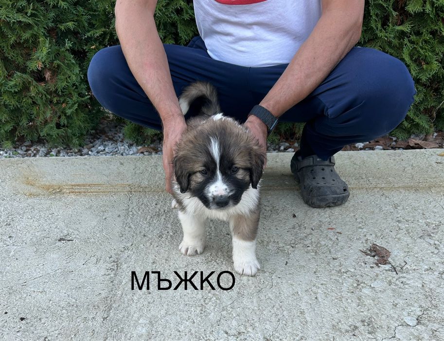 Малки кученца Каракачанки БОК