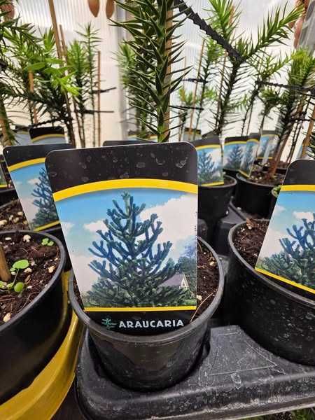 Араукария, Чилийски бор -Araucaria araucana