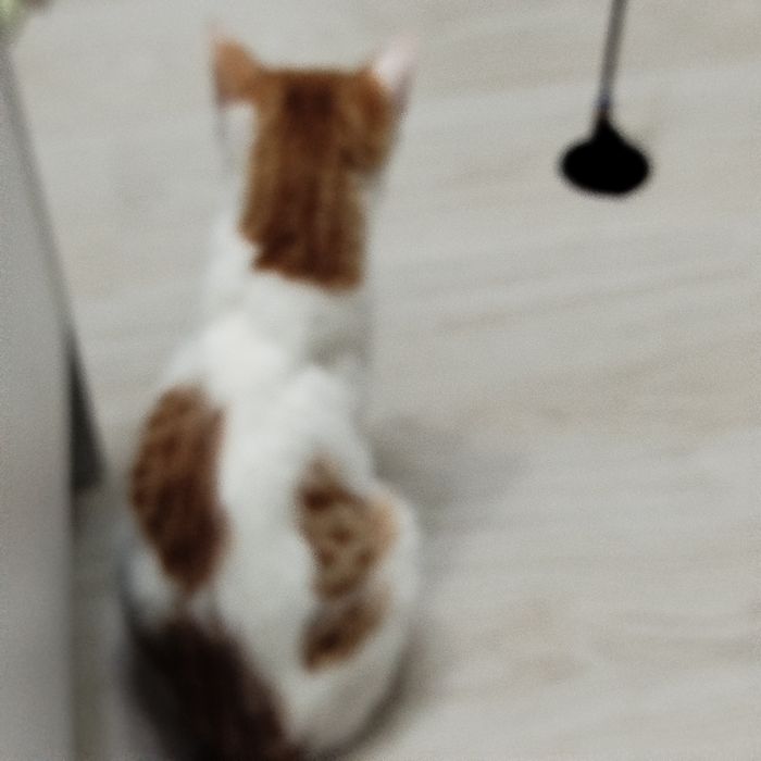 Котёнок ищет любящею семью
