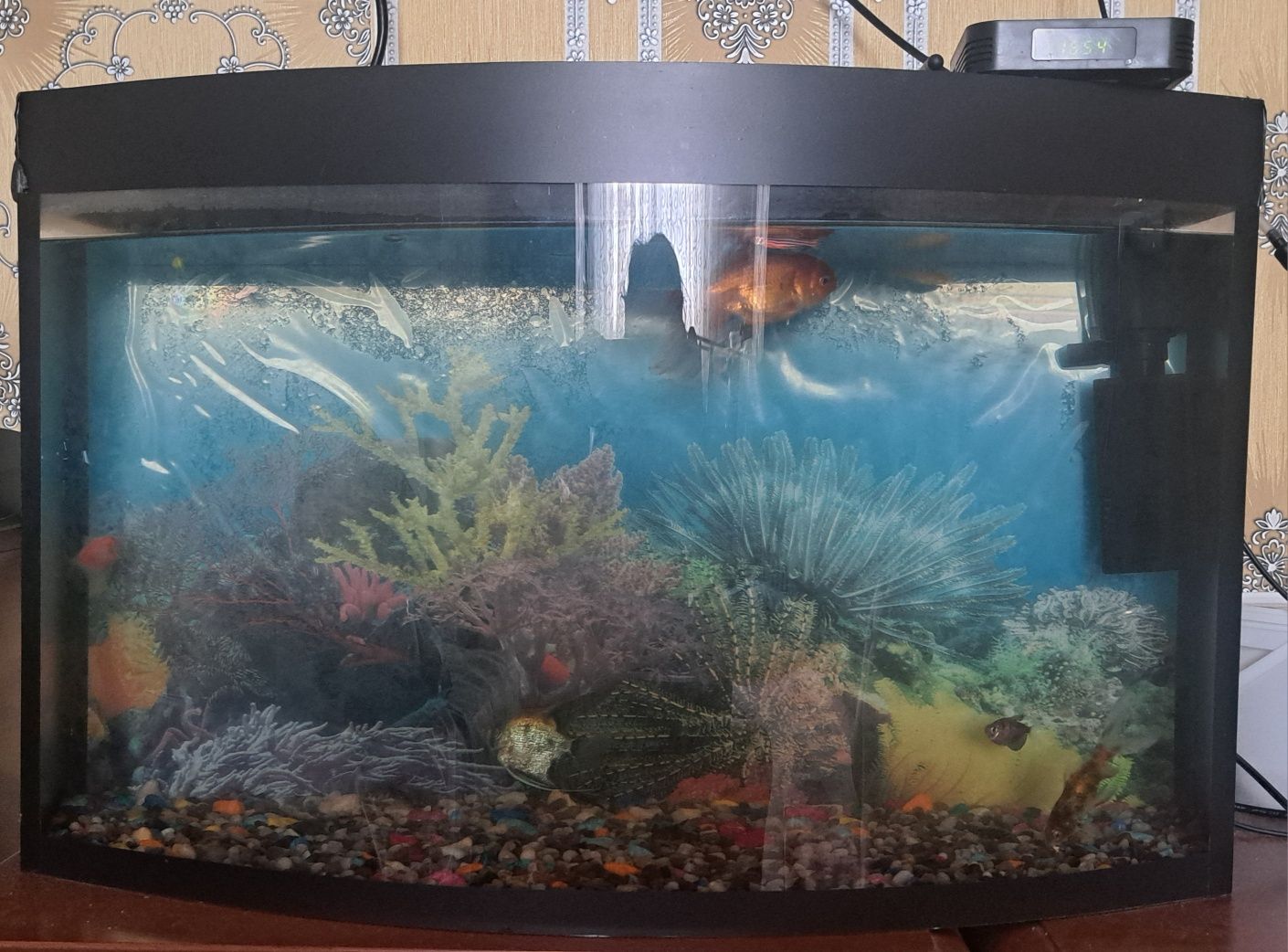 Akvarium 50 l baliqlari bilan