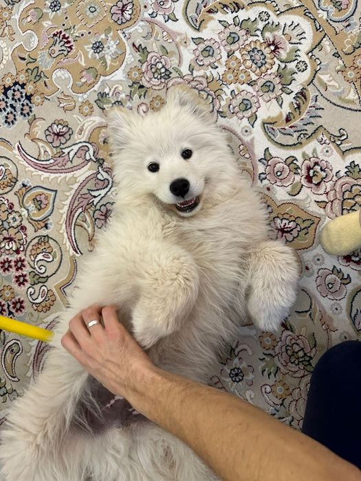 Отдам пса самоеда в хорошие руки