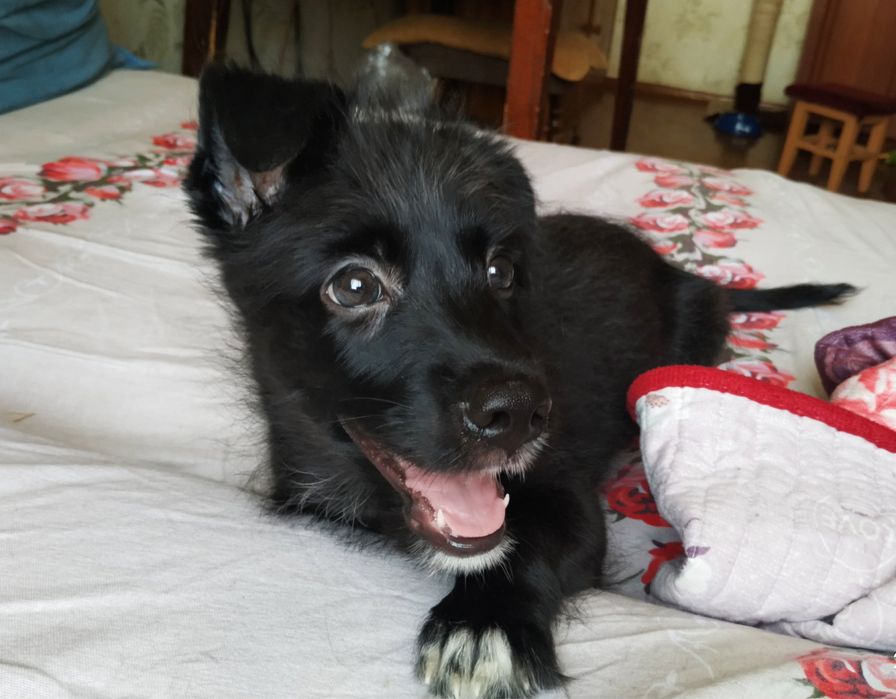 Передержка маленьких собак или щенков