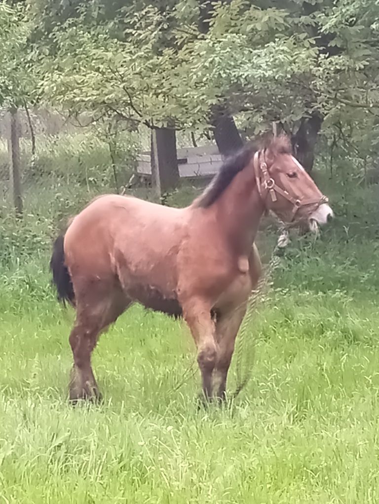 Vând manz de 1 an din părinți buni