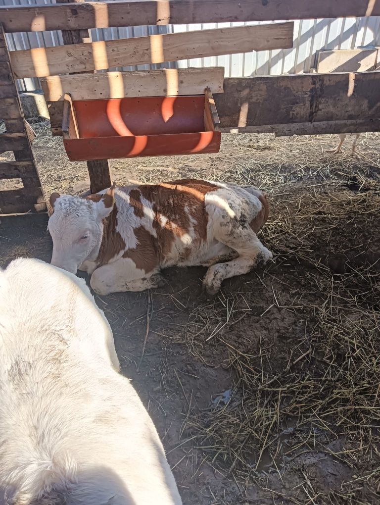 Vând 3 vaci și 2 viței înțărcați.
