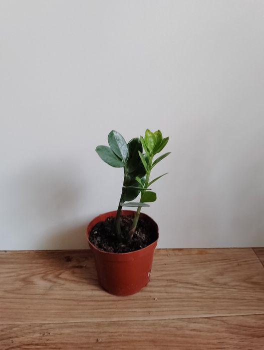 Замиокулькас долларовое дерево