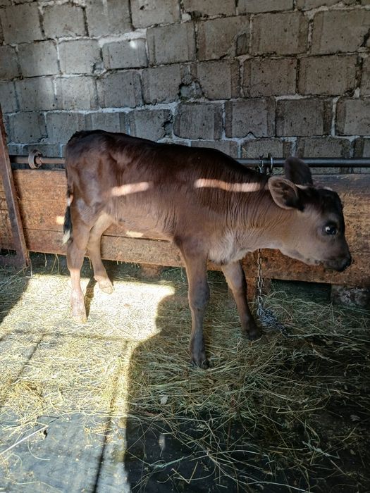 Vând vitea si tauras angus