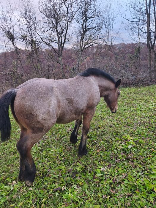 Vând mânză frumoasa