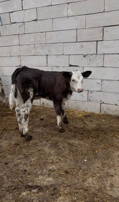 Vând viței de rasă bună