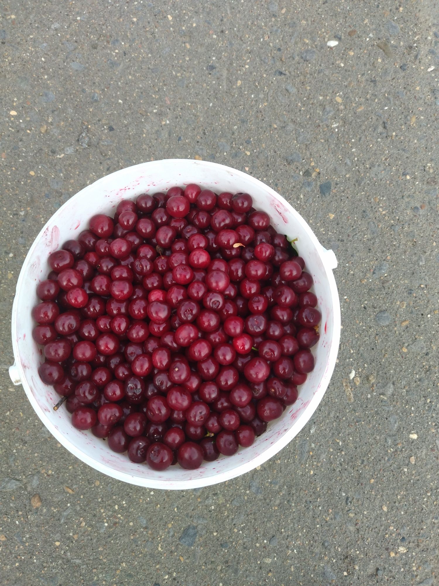 Продам вищьню дачную