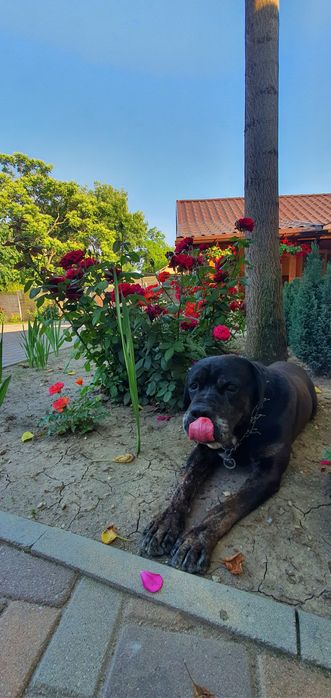 oferim catelusi golden retriever metis