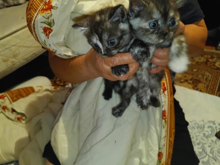 Одам котят в хорошие руки