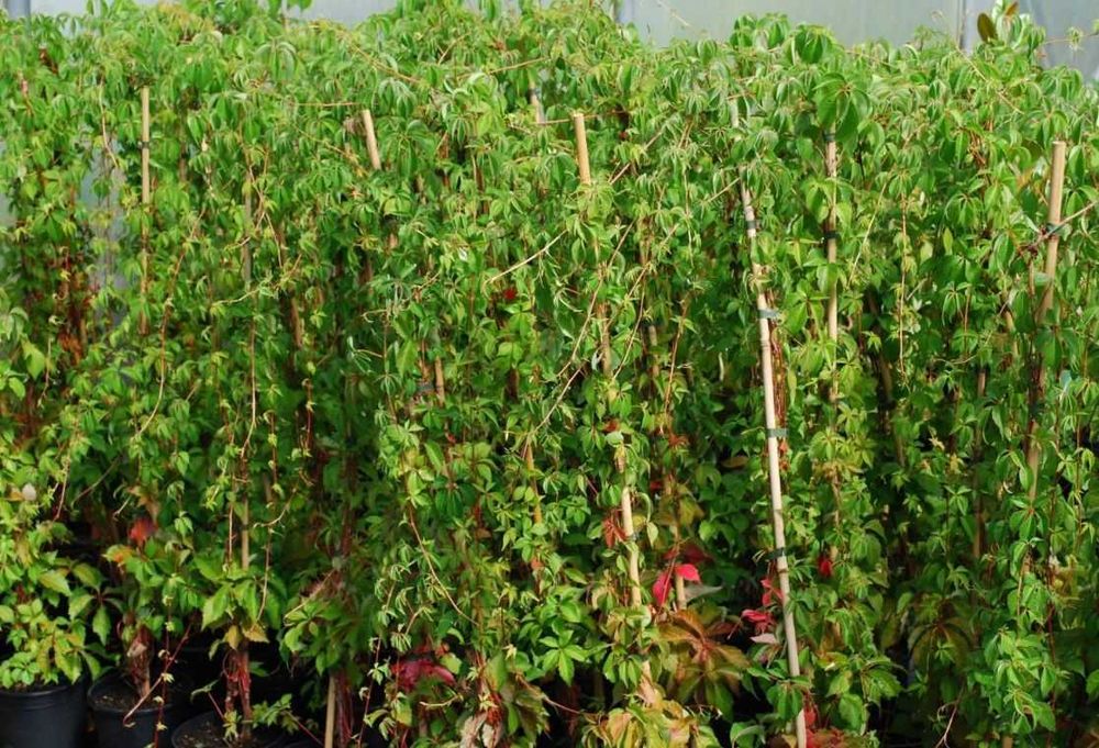Vita de Canada (Parthenocissus quinquefolia) oferta 100 buc