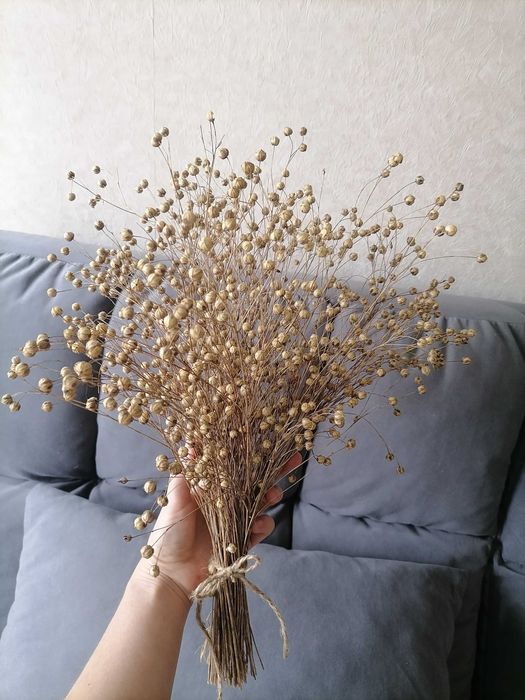 Продам Сухоцветы Лён