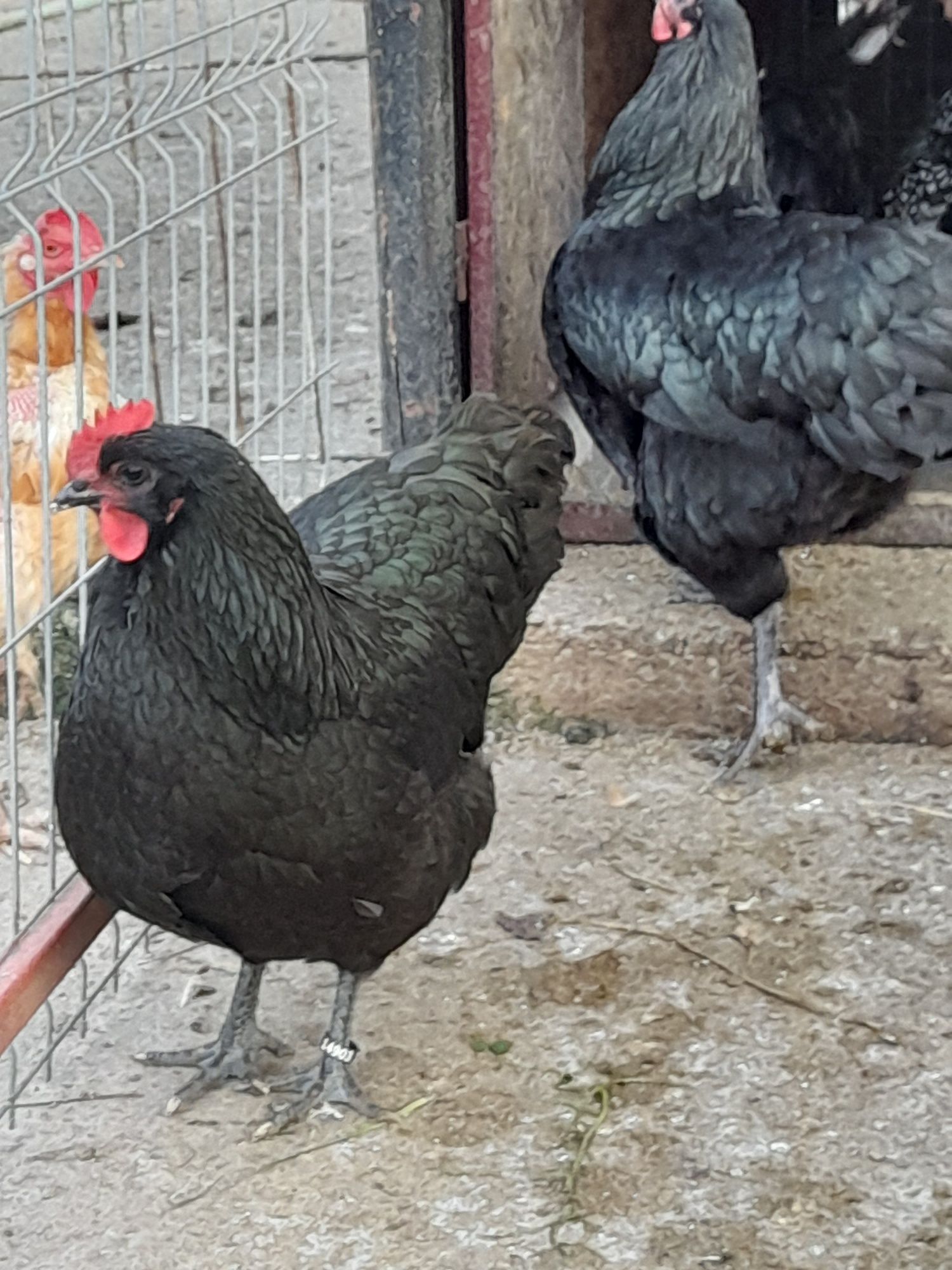 Vând ouă și pui din rasa Australorp Albastru Negru și Wyandotte