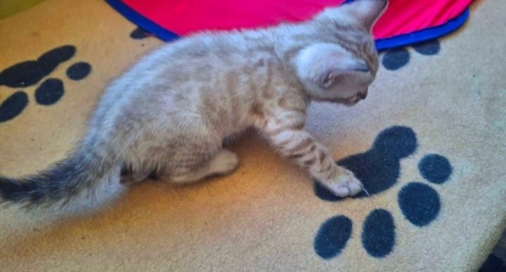 Ragdoll / Ragdoll ochii albastri