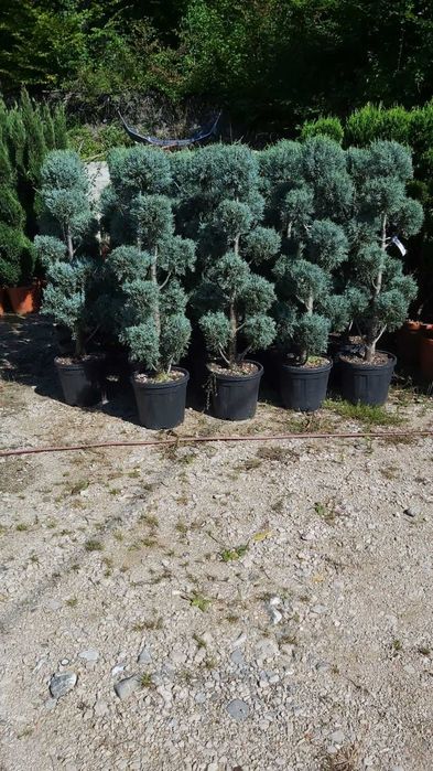 Plante Ornamentale