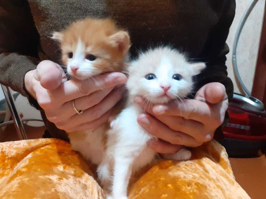 Отдам котят в хорошие руки